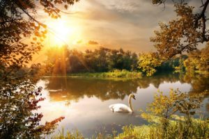 autumn, River, Swan, Sunrises, And, Sunsets, Scenery, Nature