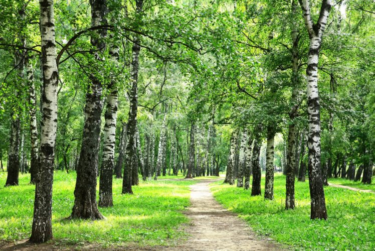 forest, Summer, Birch, Trail, Grass, Nature HD Wallpaper Desktop Background