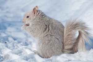 squirrel, Winter, Snow