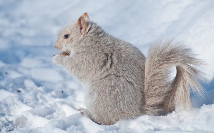 squirrel, Winter, Snow HD Wallpaper Desktop Background
