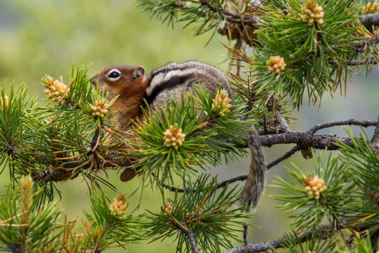 pine, Tree, Branches, Needles, Chipmunk, Squirrel HD Wallpaper Desktop Background
