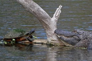 turtle, Crocodile, Meeting, Timber, Water