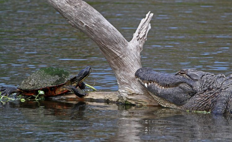 turtle, Crocodile, Meeting, Timber, Water HD Wallpaper Desktop Background