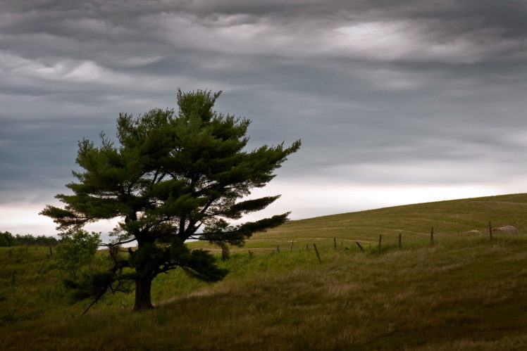 field, Tree, Landscape, Sky HD Wallpaper Desktop Background