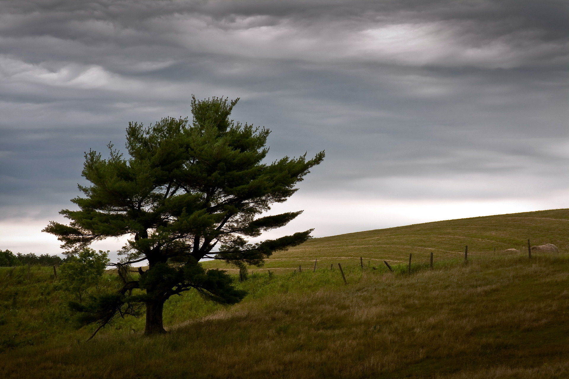 field, Tree, Landscape, Sky Wallpaper