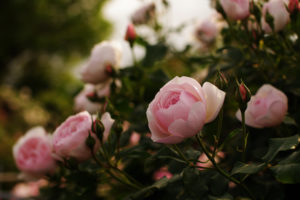 roses, Macro