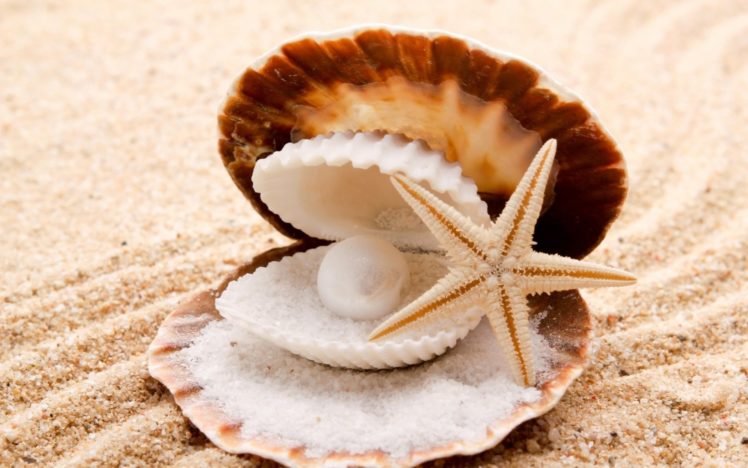 seashells, Starfish, Pearl, Sand, Beaches, Shell, Clam HD Wallpaper Desktop Background