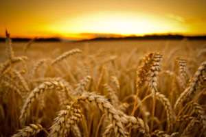wheat, Sunset, Macro