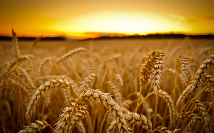 wheat, Sunset, Macro HD Wallpaper Desktop Background