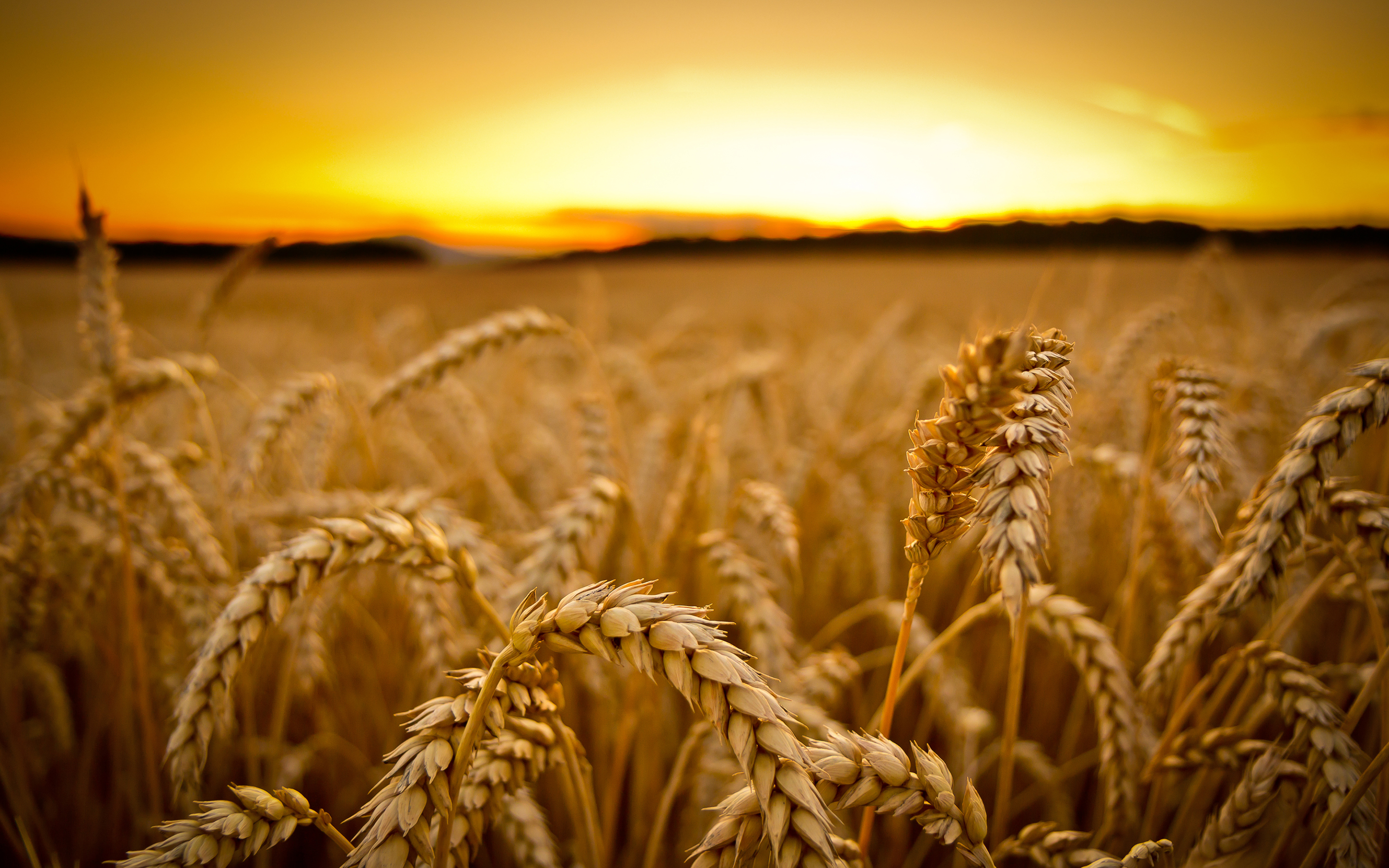 wheat, Sunset, Macro Wallpaper