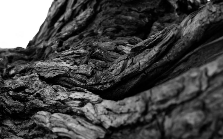 tree, Bark, Macro, Bw, Black, White HD Wallpaper Desktop Background