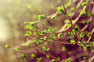 spring, Leaves, Branches, Green, Macro, Spring