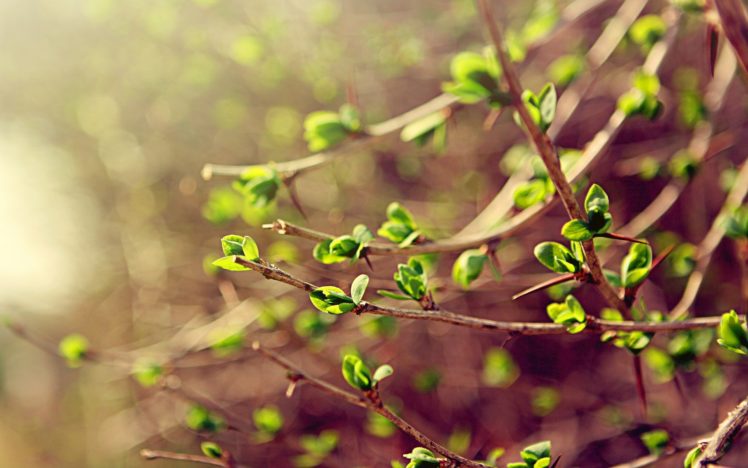 spring, Leaves, Branches, Green, Macro, Spring HD Wallpaper Desktop Background