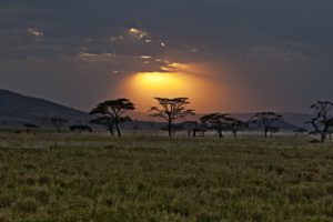 africa, Kenya, Savannah, Sunset, Sky, Clouds, Trees