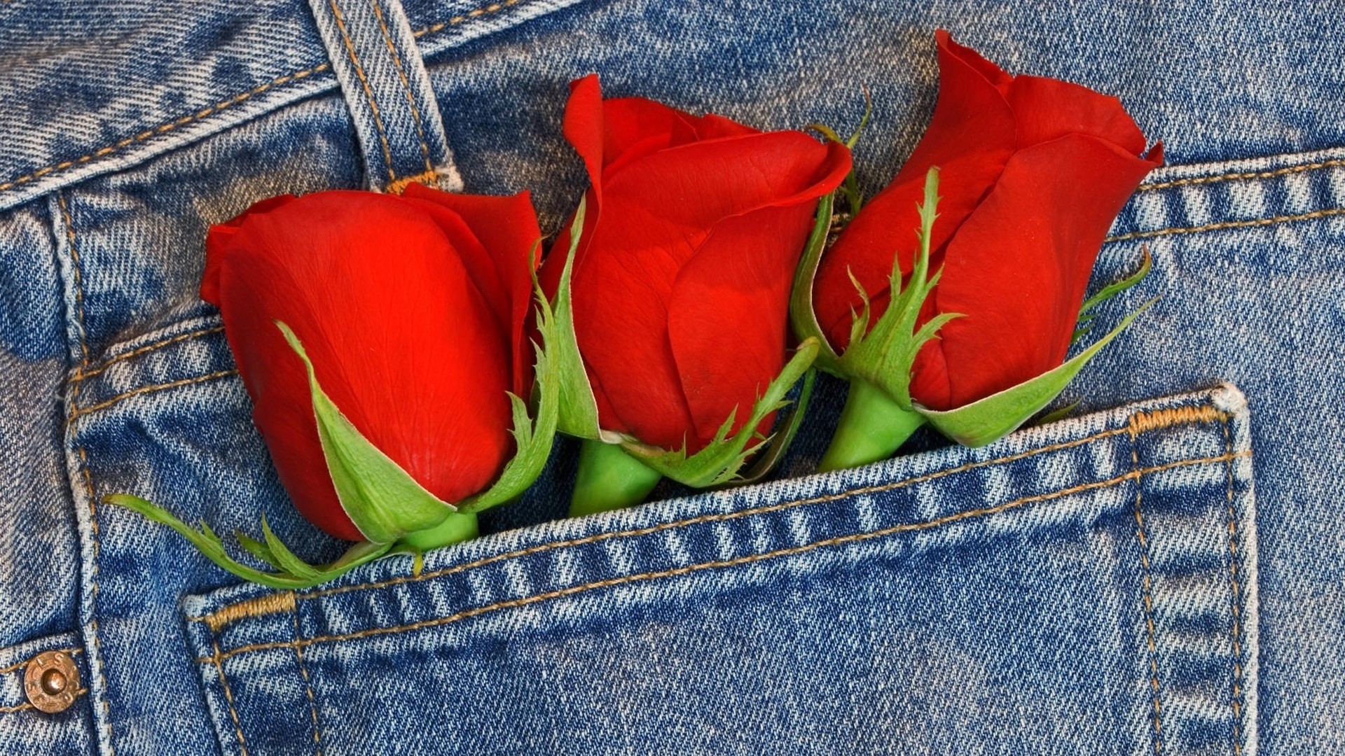 bouquet, Roses, Jeans Wallpaper