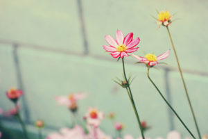 little, Pink, Flowers