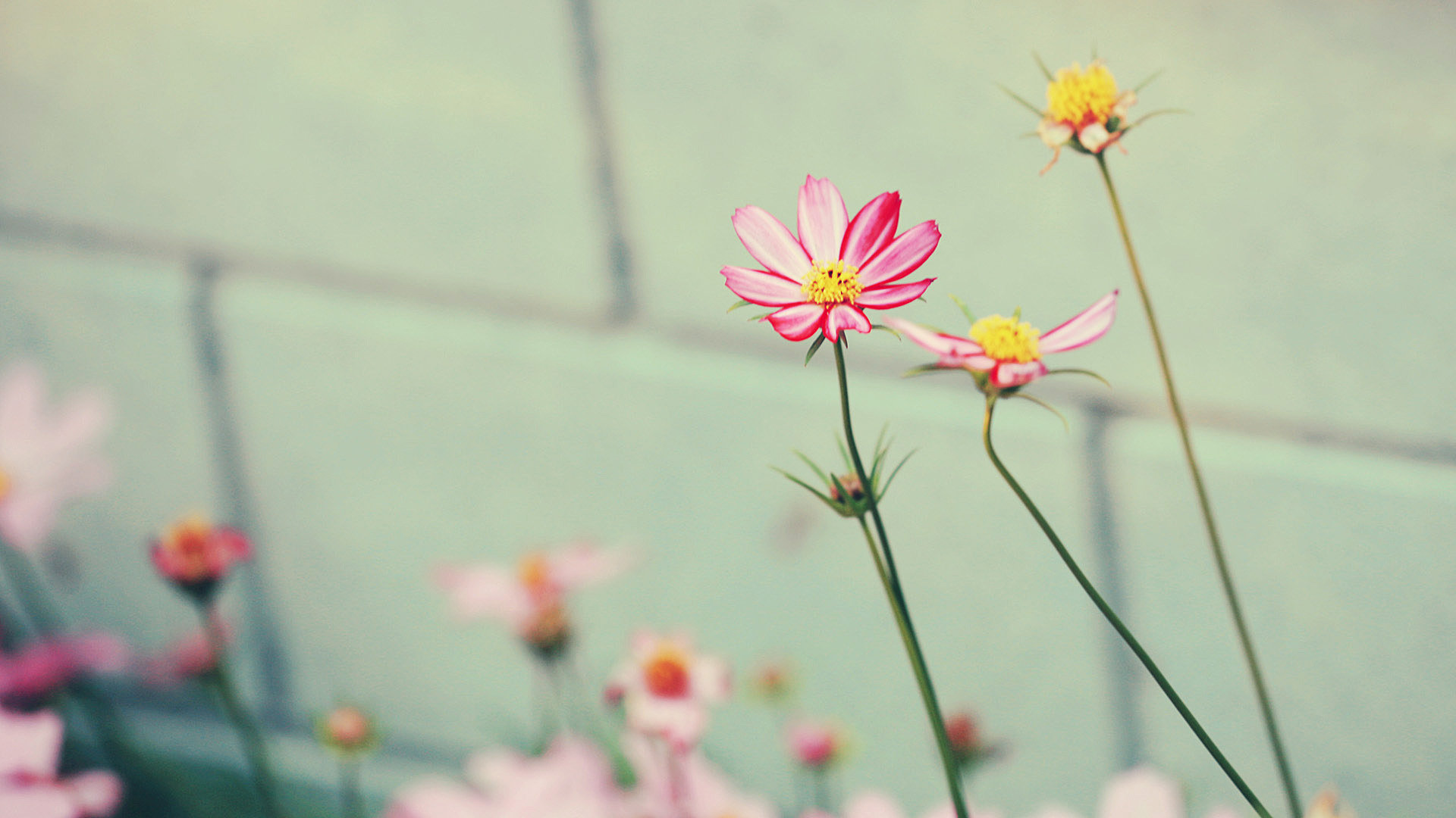 little, Pink, Flowers Wallpaper