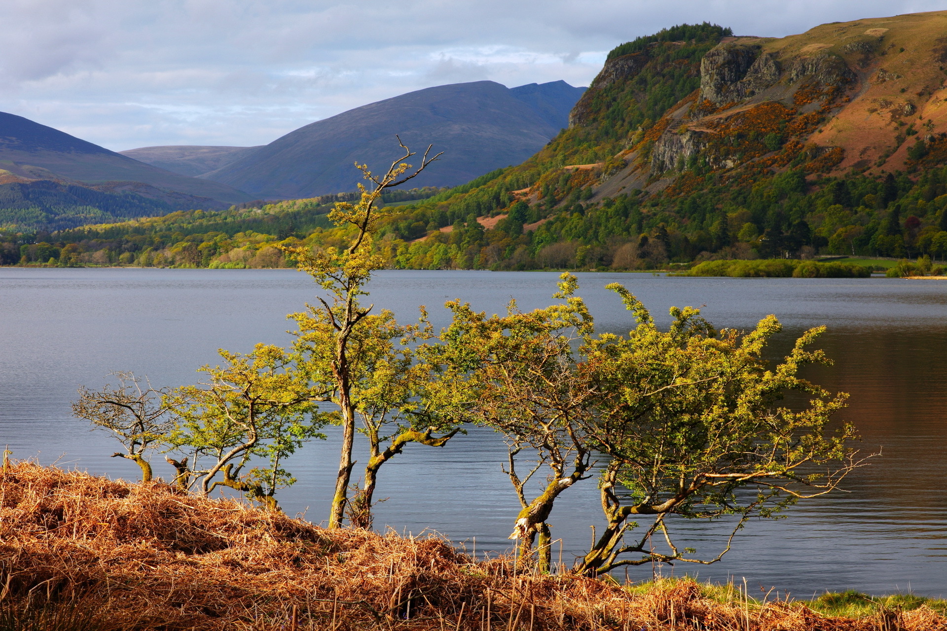 lake, Trees, Nature, Summer Wallpaper