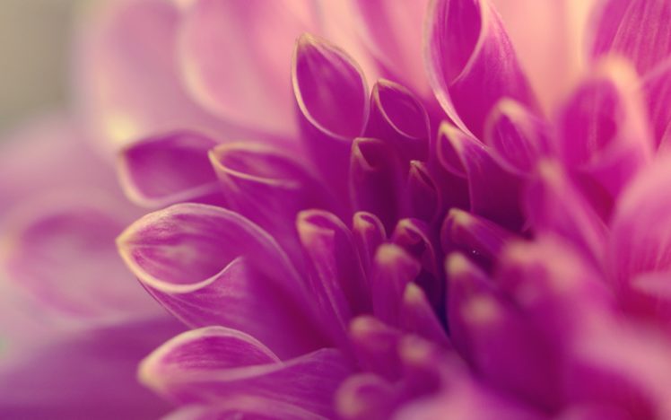 macro, Flower, Petals, Tubes, Lilac HD Wallpaper Desktop Background