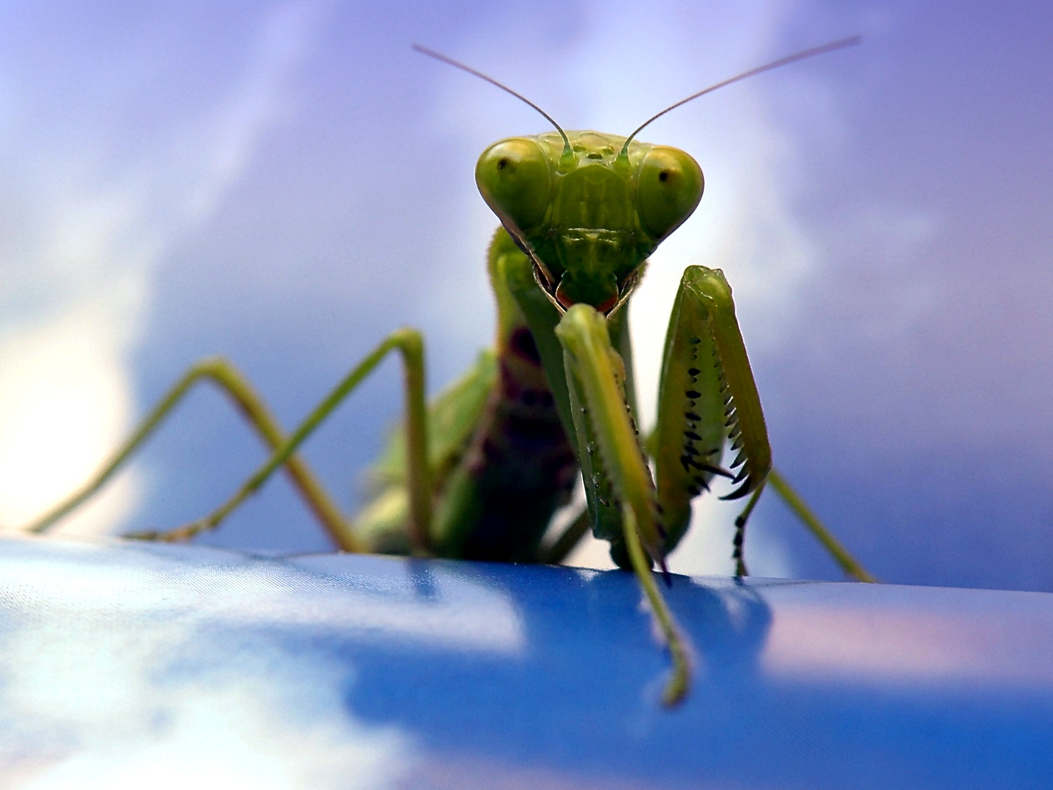 insects, Mantis, Mante, Religieuse, Nature, Macro, Closeup, Zoom Wallpaper