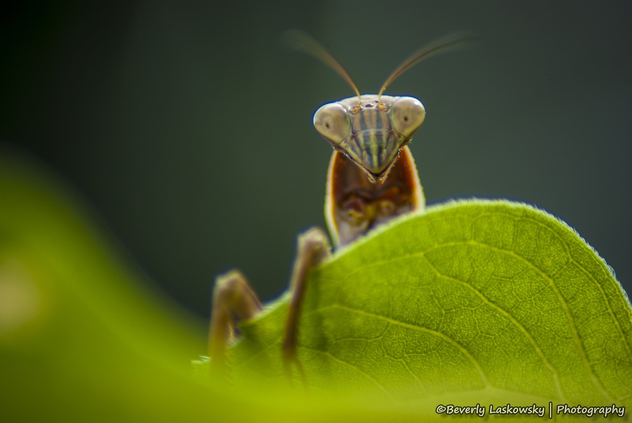 insects, Mantis, Mante, Religieuse, Nature, Macro, Closeup, Zoom Wallpaper