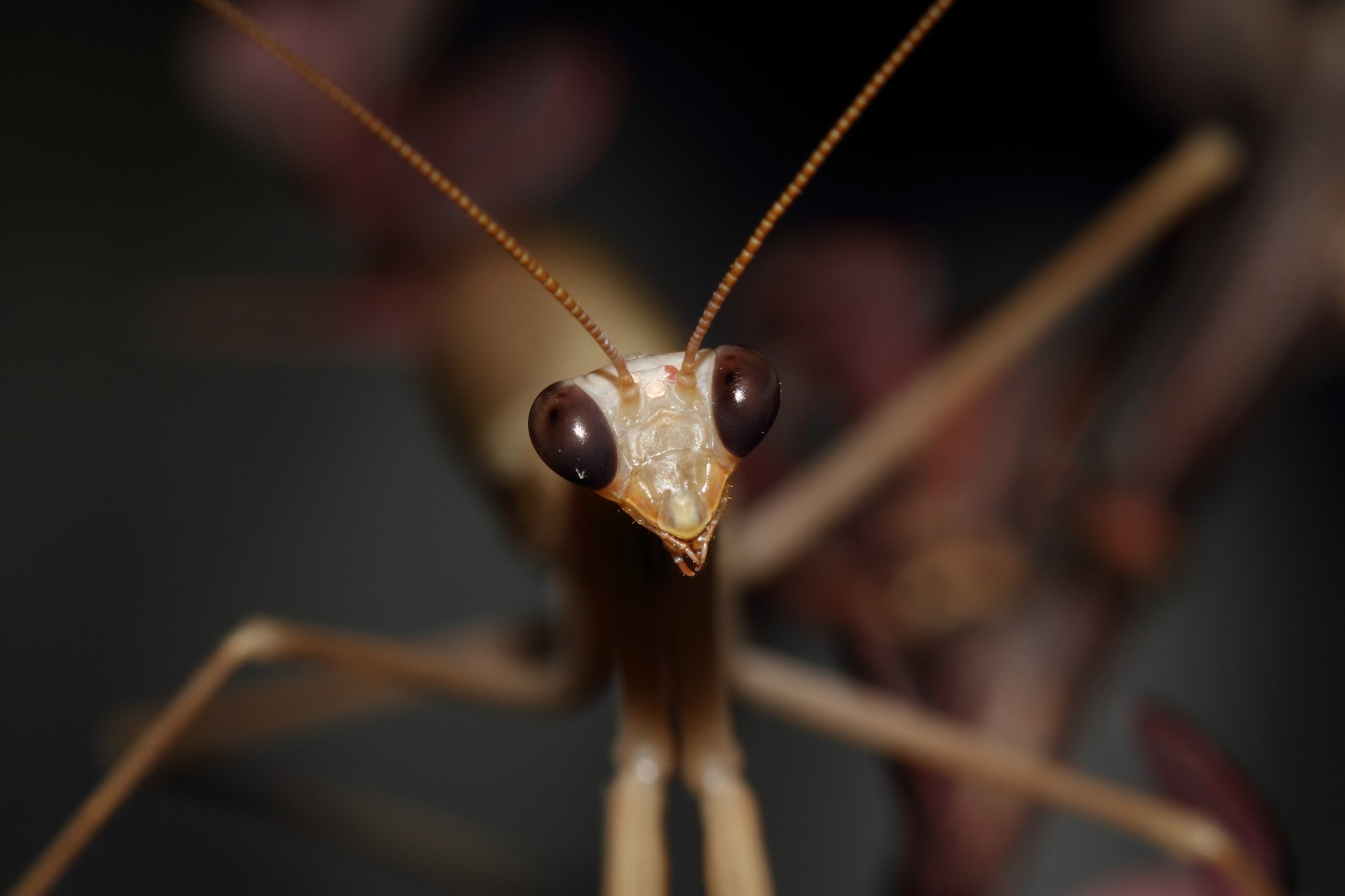 insects, Mantis, Mante, Religieuse, Nature, Macro, Closeup, Zoom Wallpaper