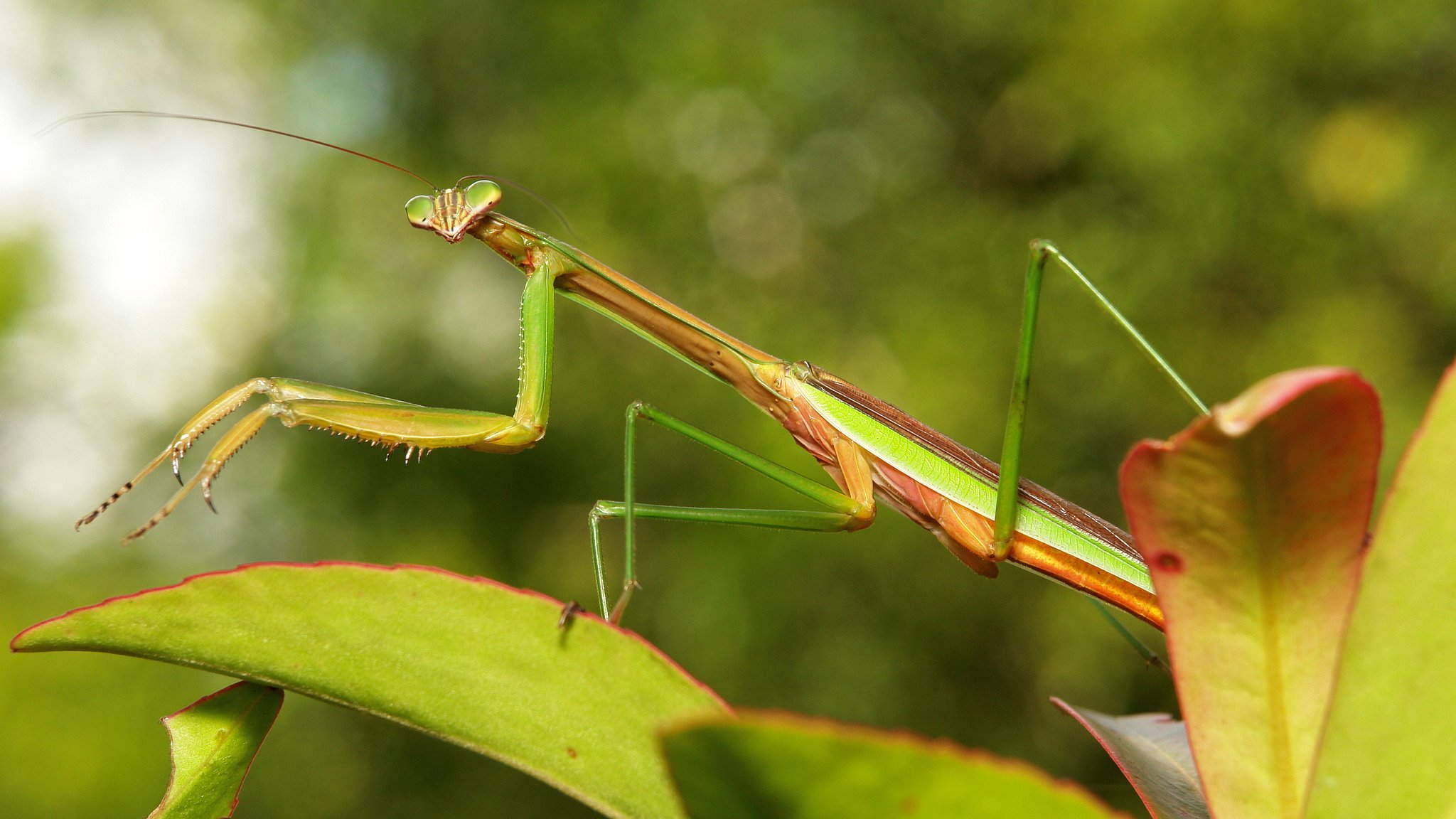 insects, Mantis, Mante, Religieuse, Nature, Macro, Closeup, Zoom Wallpaper