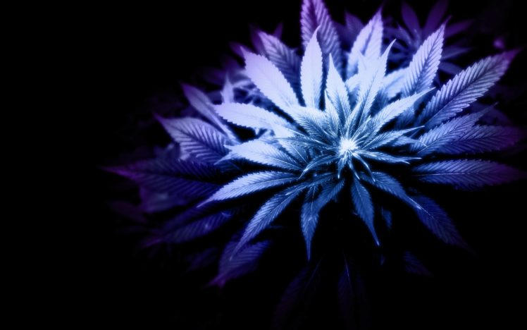 marijuana, Monochrome, Leaves HD Wallpaper Desktop Background