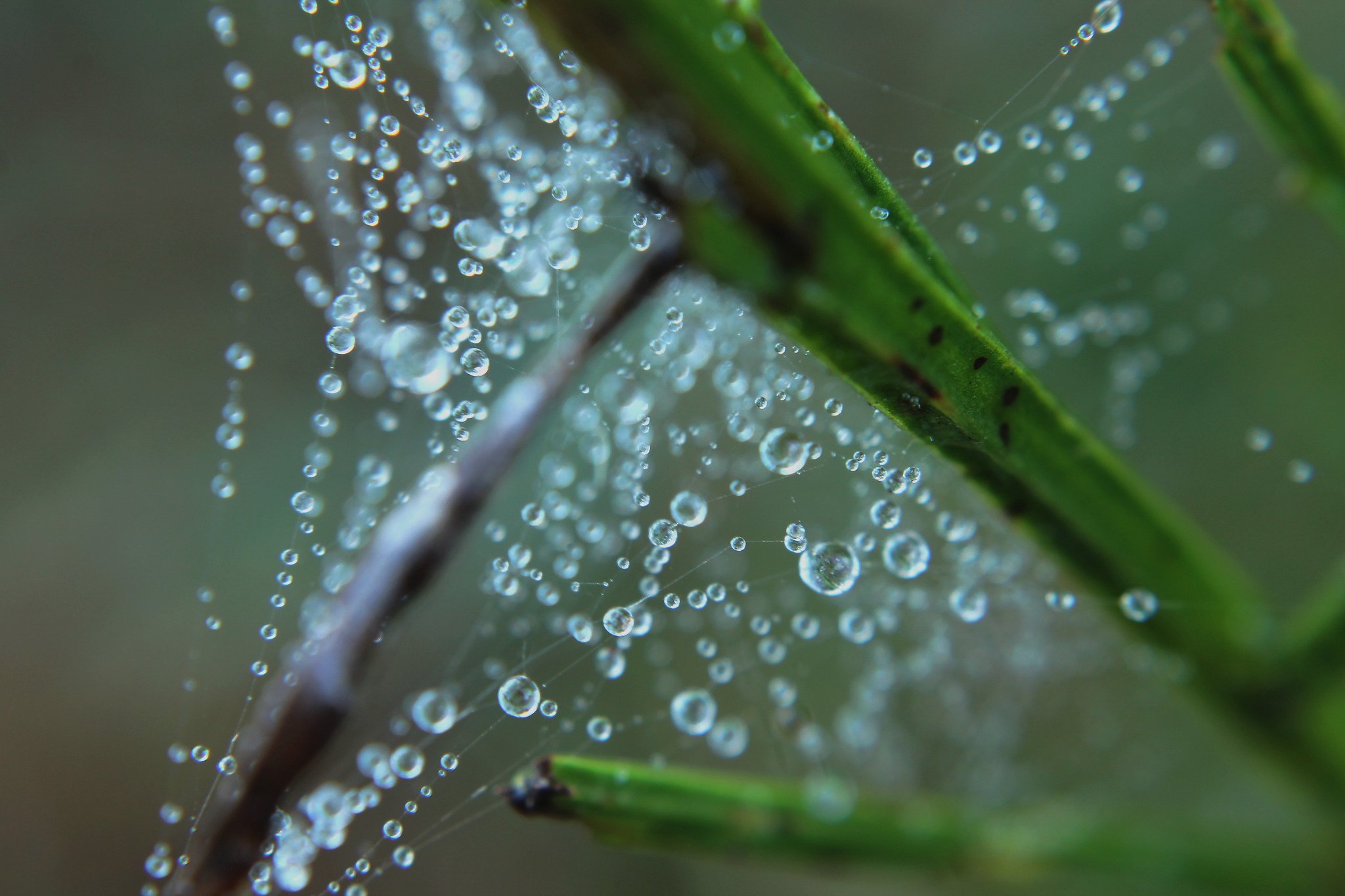 water, Drop, Macro, Nature, Macro, Zoom, Flowers, Gouttes, Pluie, Toile Wallpaper