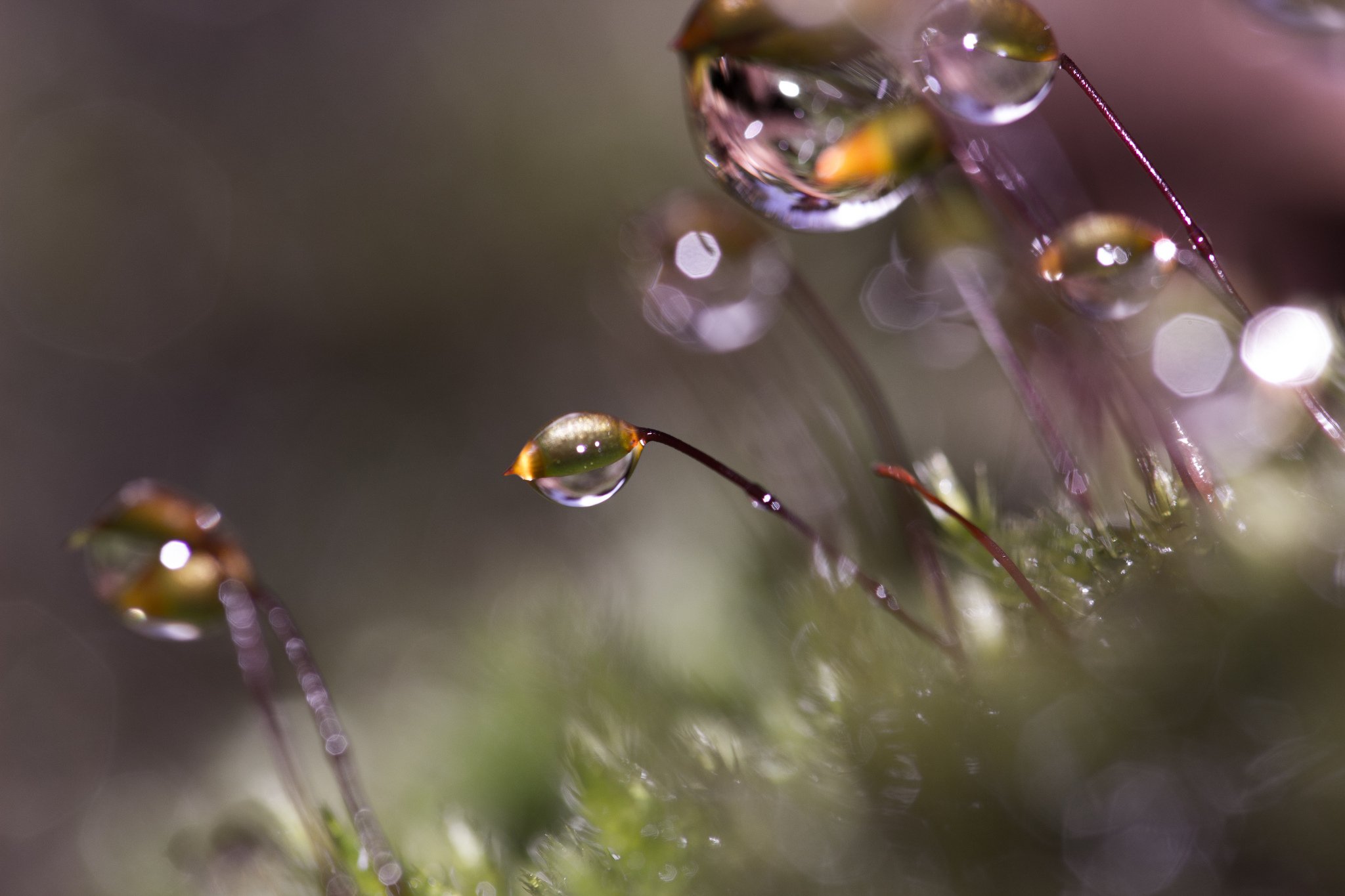 water, Drop, Macro, Nature, Macro, Zoom, Flowers, Gouttes, Pluie, Toile Wallpaper