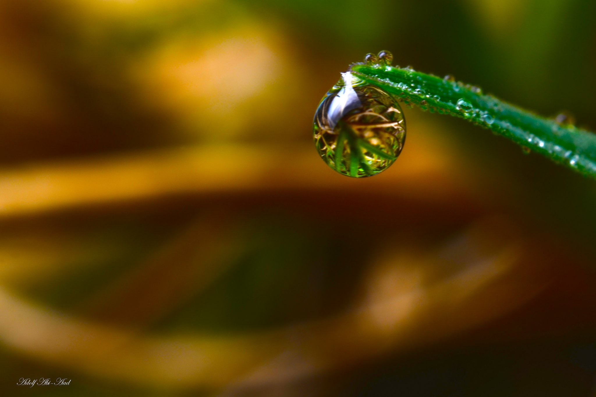 water, Drop, Macro, Nature, Macro, Zoom, Flowers, Gouttes, Pluie Wallpaper