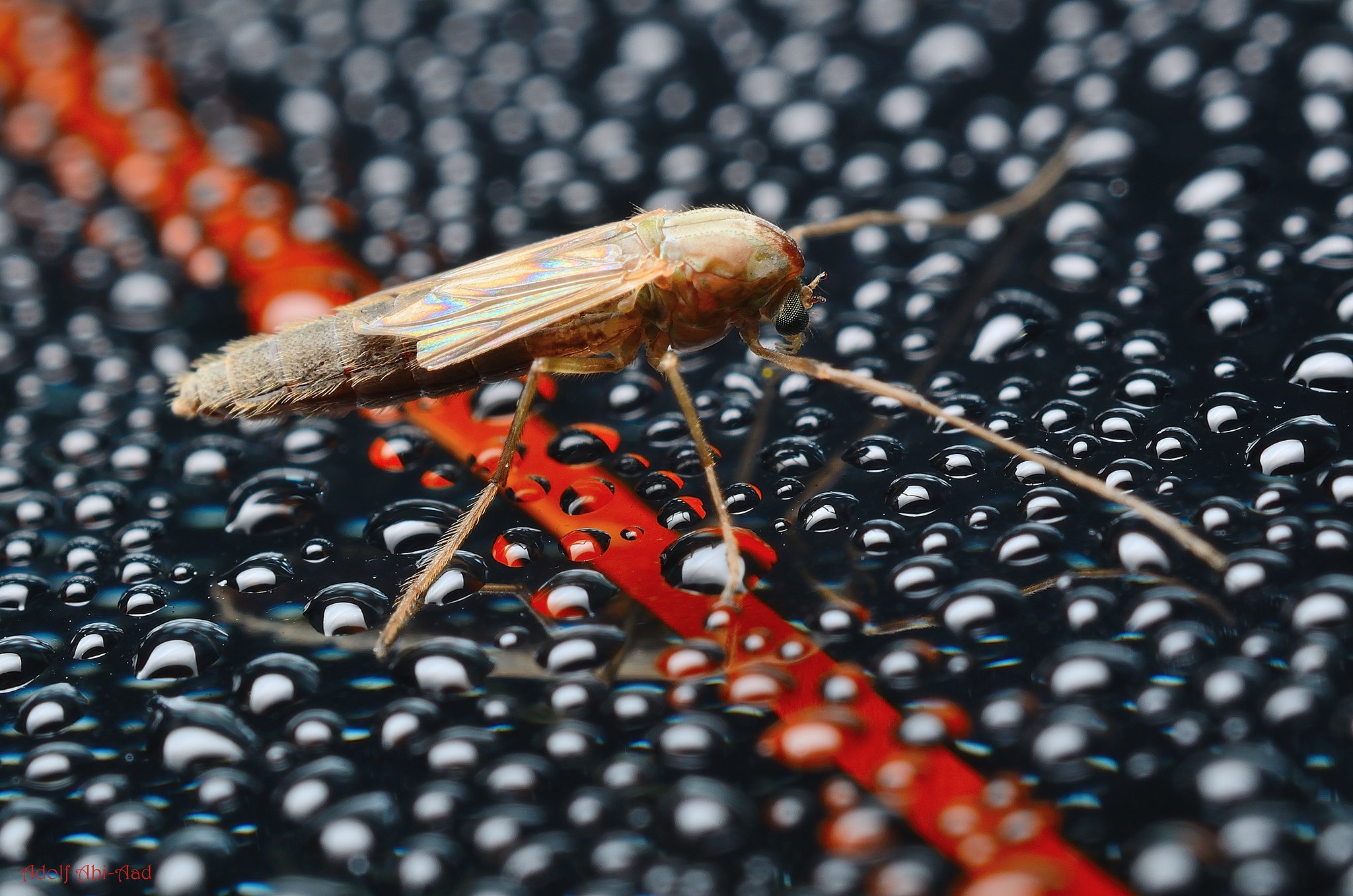 water, Drop, Macro, Nature, Macro, Zoom, Flowers, Gouttes, Pluie Wallpaper