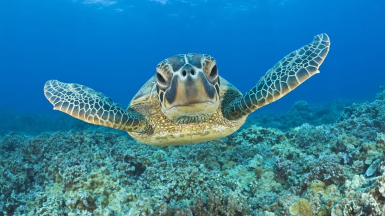 sea, Turtle, Animals HD Wallpaper Desktop Background
