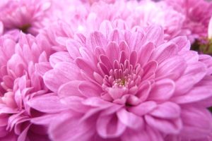 pink, Flower, Macro