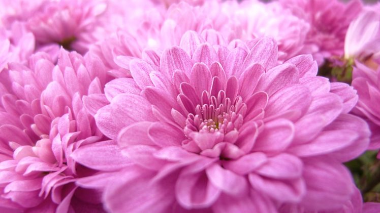 pink, Flower, Macro HD Wallpaper Desktop Background