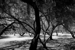 trees, Monochrome