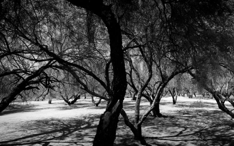 trees, Monochrome HD Wallpaper Desktop Background