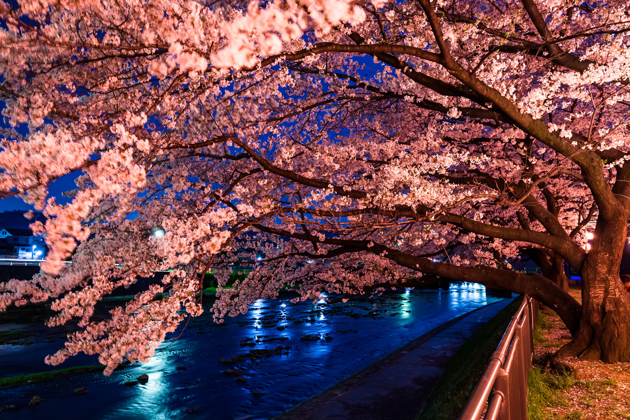 trees, Rivers, Trees, Flowers, Blossoms Wallpaper