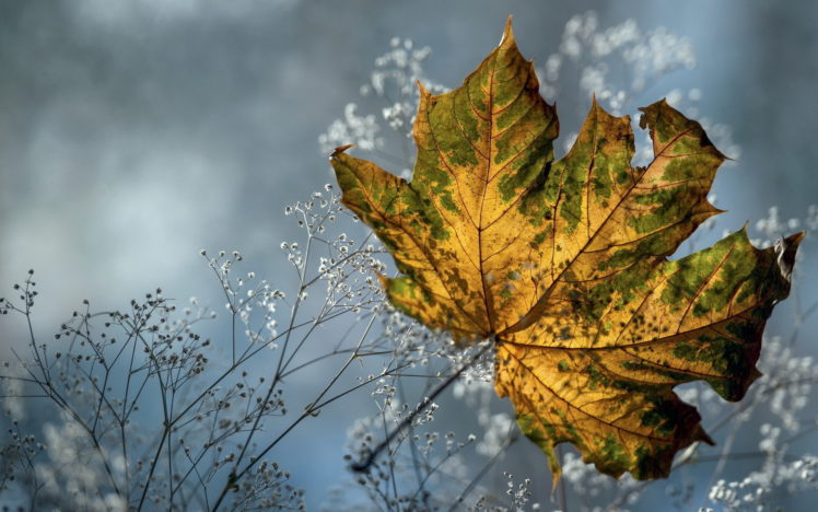 autumn, Dry, Grass, Leaves, Maple, Flowers, Macro HD Wallpaper Desktop Background