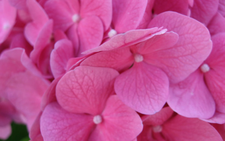pink, Flowers HD Wallpaper Desktop Background