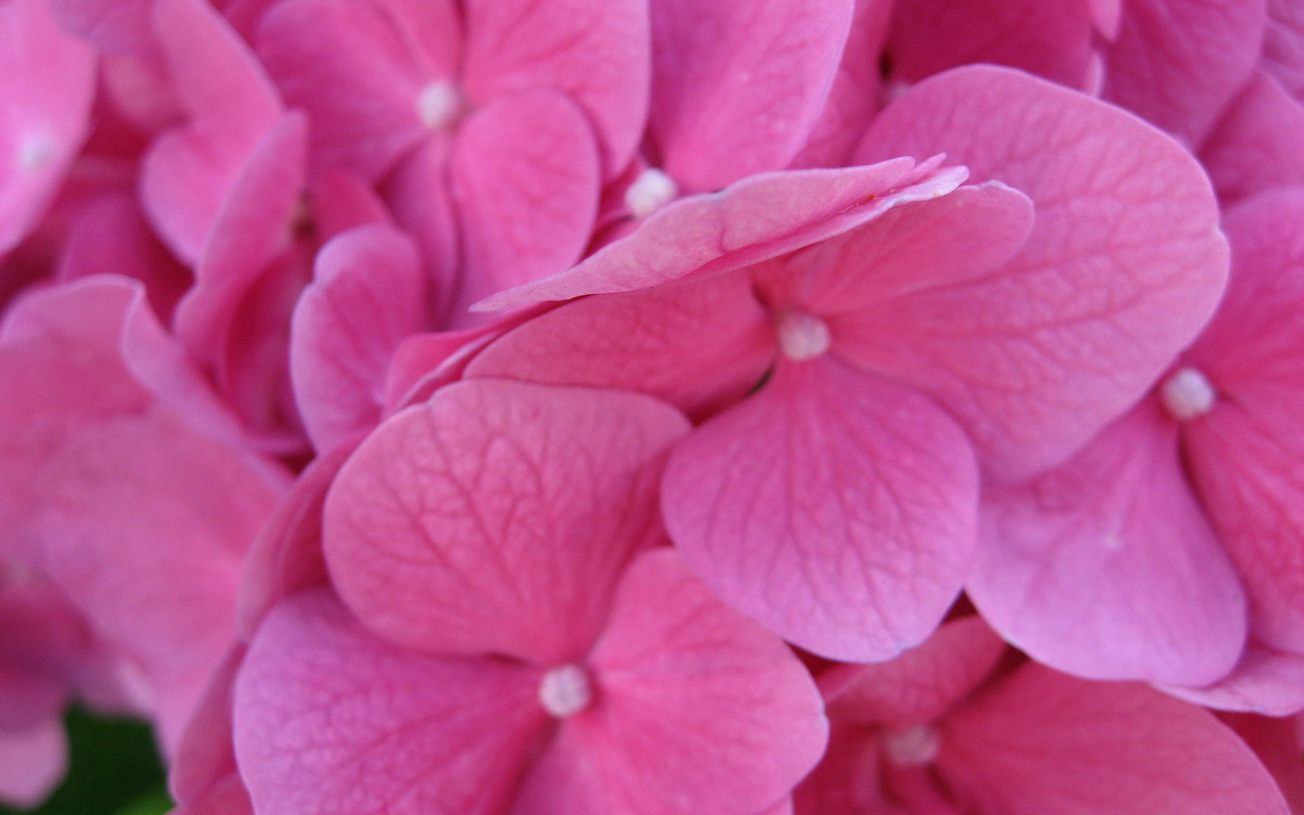 pink, Flowers Wallpaper