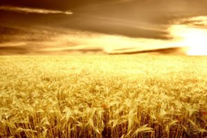 field, Nature, Sun, Grass, Sky, Wheat
