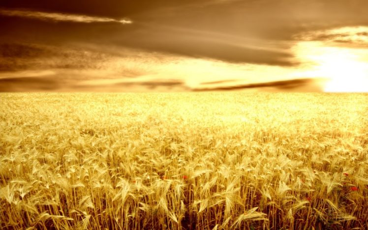 field, Nature, Sun, Grass, Sky, Wheat HD Wallpaper Desktop Background