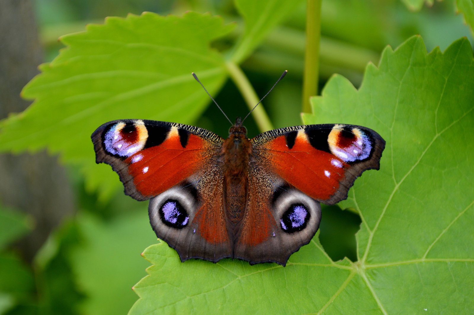 butterfly, Nature, Insects, Macro, Zoom, Close up, Wallpaper Wallpaper