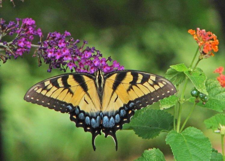 butterfly, Nature, Insects, Macro, Zoom, Close up, Wallpaper HD Wallpaper Desktop Background