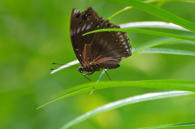 butterfly, Nature, Insects, Macro, Zoom, Close up, Wallpaper HD Wallpaper Desktop Background