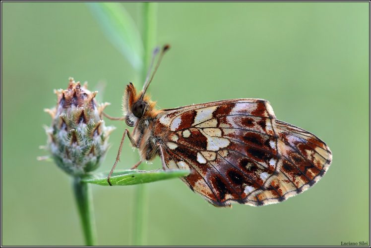 butterfly, Nature, Insects, Macro, Zoom, Close up, Wallpaper HD Wallpaper Desktop Background