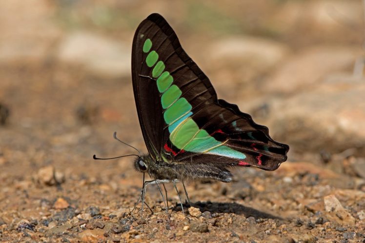 butterfly, Nature, Insects, Macro, Zoom, Close up, Wallpaper HD Wallpaper Desktop Background