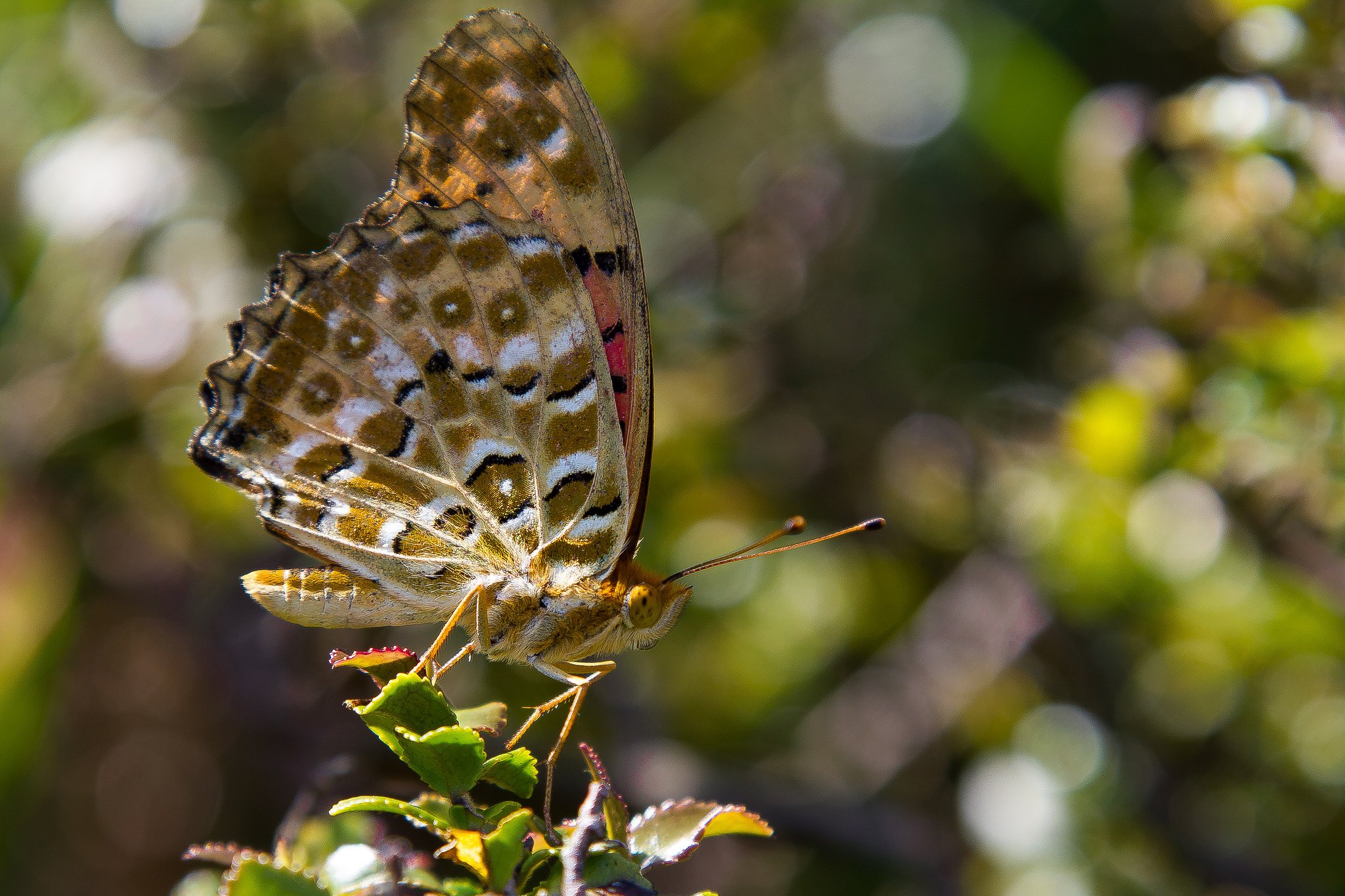 butterfly, Nature, Insects, Macro, Zoom, Close up, Wallpaper Wallpaper