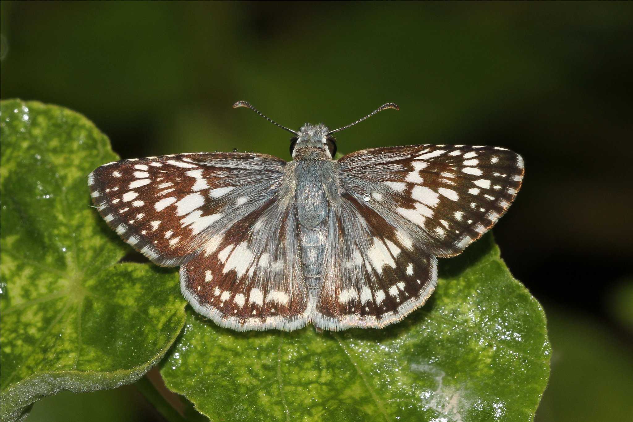 butterfly, Nature, Insects, Macro, Zoom, Close up, Wallpaper Wallpaper